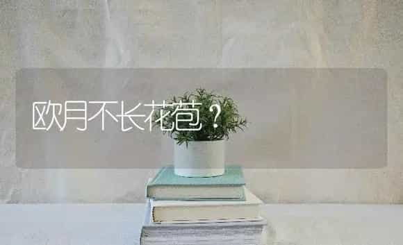 欧月不长花苞？ | 绿植常识