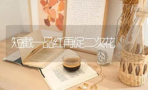 短截一品红再促二次花 | 特种种植