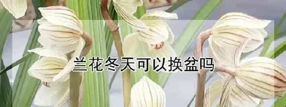 兰花冬天可以换盆吗