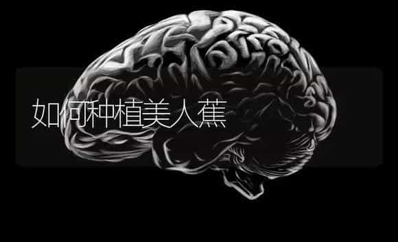 如何种植美人蕉 | 特种种植