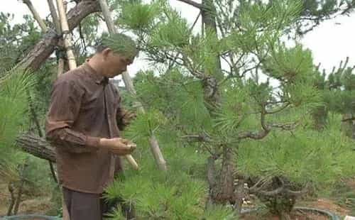 盆栽修剪 | 黑松剪枝切芽摘叶的方法