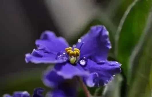 紫罗兰花语寓意及日常养护要点