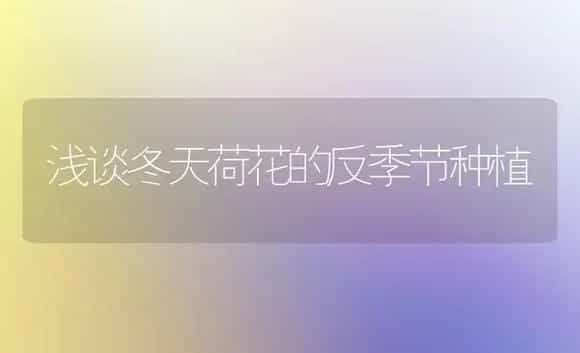 浅谈冬天荷花的反季节种植 | 家庭养花