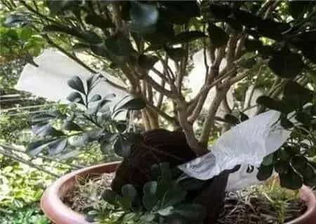 盆景养护管理 | 米兰花怎么换盆和注意事项