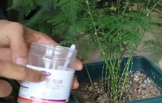 盆景养护管理 | 冬天养文竹需做好杀虫处理 来年春天恢复生长有保障