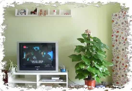 客厅盆栽 | 客厅风水植物——聚财的绿叶盆景