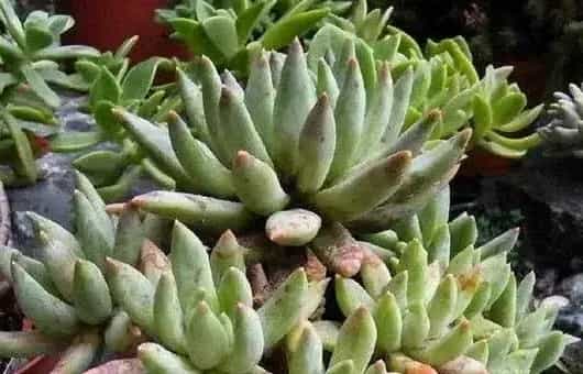 多肉植物怎么正确浇水?这“四看”其实是关键!