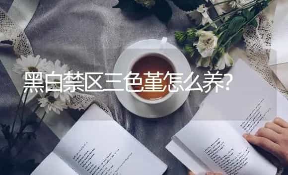 黑白禁区三色堇怎么养？ | 绿植常识