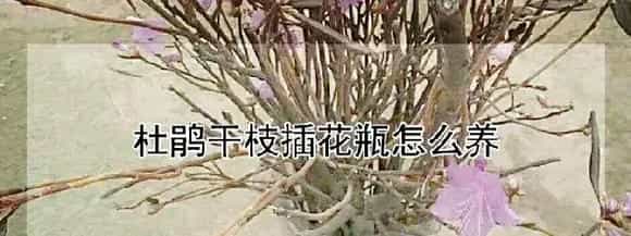 杜鹃干枝插花瓶怎么养