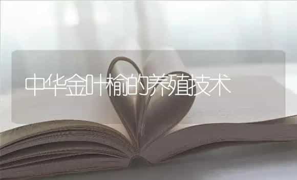 中华金叶榆的养殖技术 | 特种种植