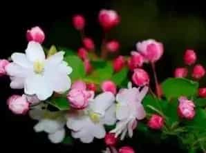 海棠花又什么寓意？