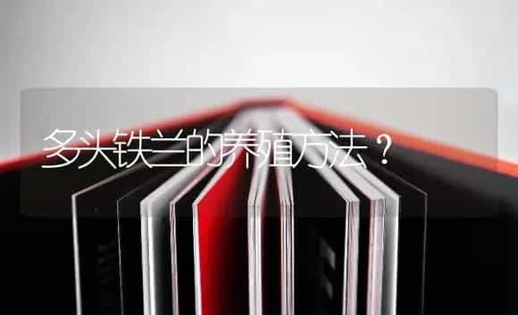 多头铁兰的养殖方法？ | 多肉养殖