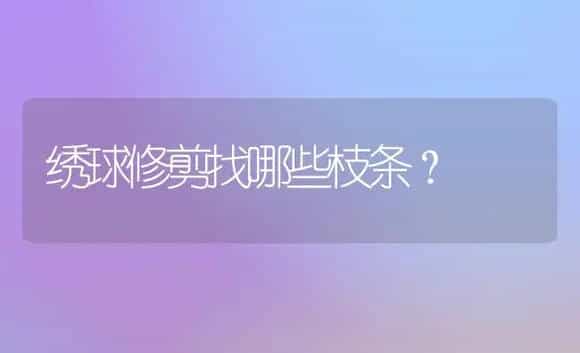 绣球修剪找哪些枝条？ | 绿植常识