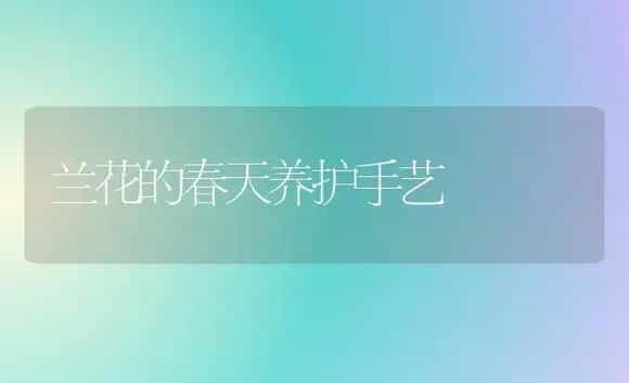 兰花的春天养护手艺 | 家庭养花