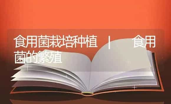 食用菌的繁殖 | 菌菇种植