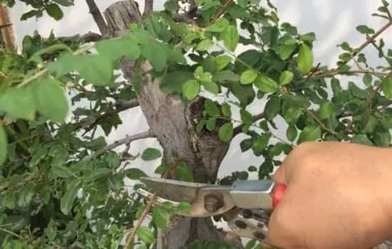 盆栽修剪 | 雀梅盆景剪枝整形 掌握技巧事半功倍