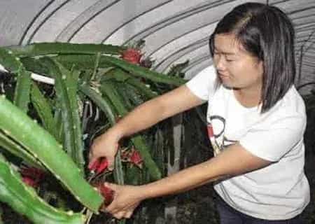 盆景养护管理 | 盆栽火龙果生长缓慢、长不高怎么办