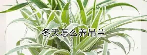 冬天怎么养吊兰