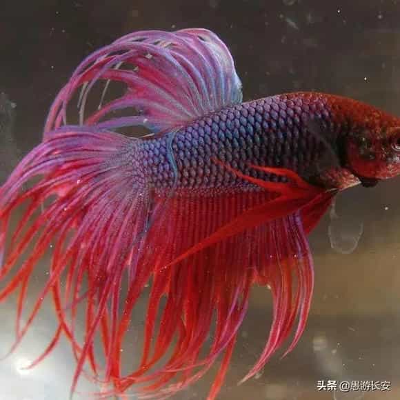 哪种鱼最好养又漂亮便宜？