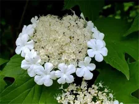 琼花的花语和传说有哪些？