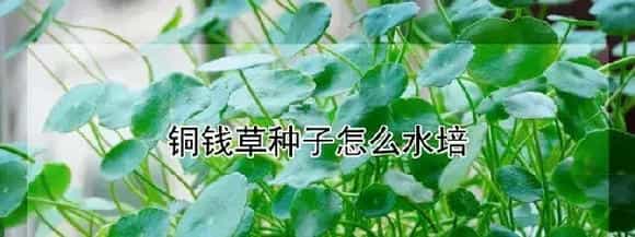 铜钱草种子怎么水培