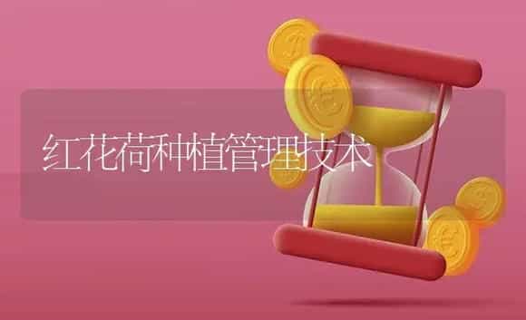 雏菊(DALSY)的养殖对策 | 特种种植