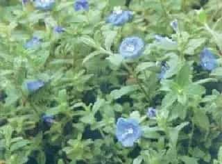 蓝星花