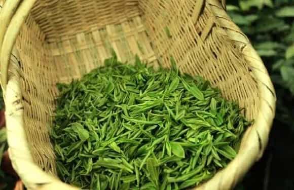 茶叶的品系简介及图片大全