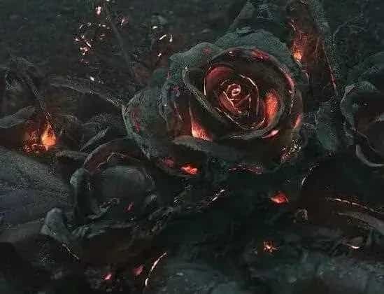 黑玫瑰的花语和传说,忠诚思念爱你愿为你付出所有:黑玫瑰的花语 黑玫瑰的传说—真心相爱