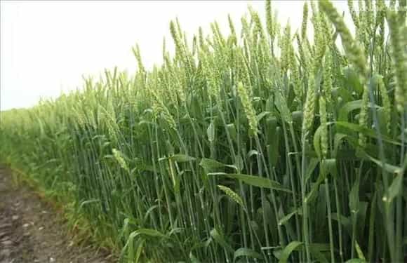 小麦需要什么成长环境