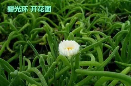 碧光环会开花吗,碧光环花语是什么/可爱/附长大后图片