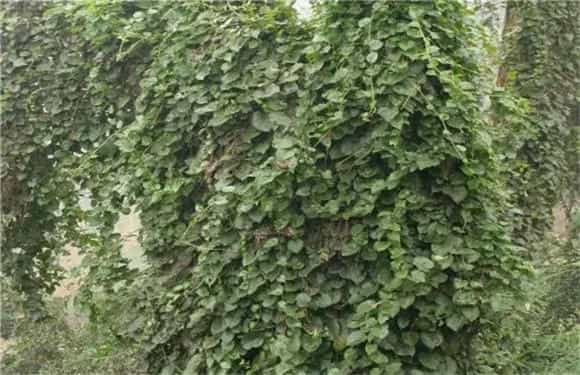 怎样栽培藤三七