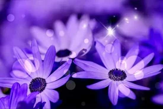 瓜叶菊花语是什么，红色喜悦/白色高洁/粉色幸运/紫色迷乱