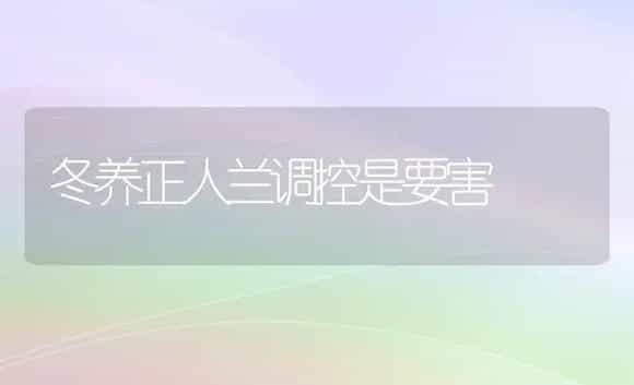 冬养正人兰调控是要害 | 家庭养花