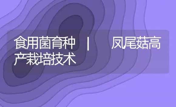 凤尾菇高产栽培技术 | 菌菇种植
