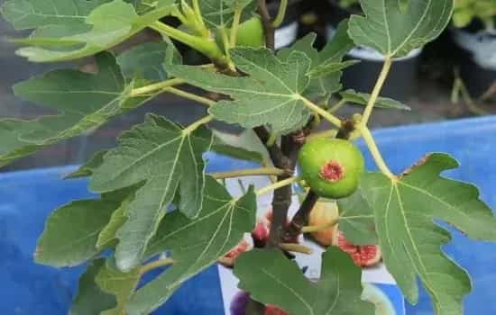 盆栽施肥 | 无花果怎么施有机肥
