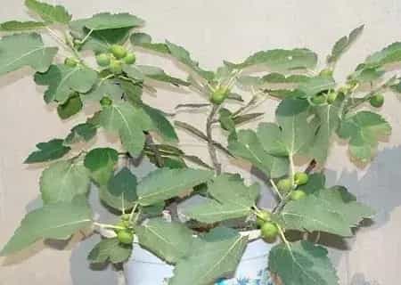 盆栽施肥 | 盆栽无花果如何施肥