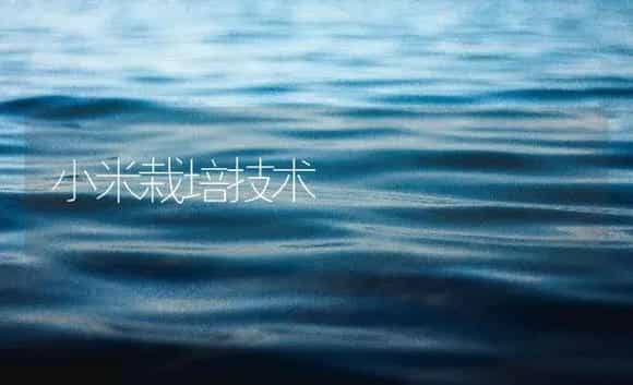 小米栽培技术 | 农作物种植