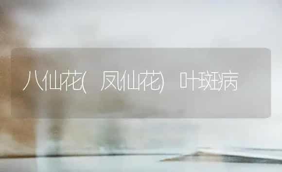 八仙花(凤仙花)叶斑病 | 家庭养花