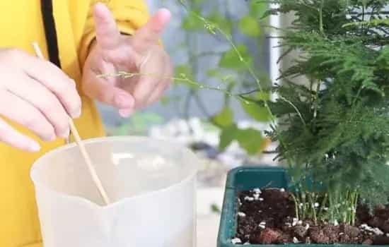 盆栽施肥 | 文竹快速生根粉怎么用 掌握正确用法促根才有效