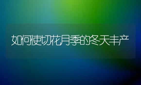 如何使切花月季的冬天丰产 | 家庭养花