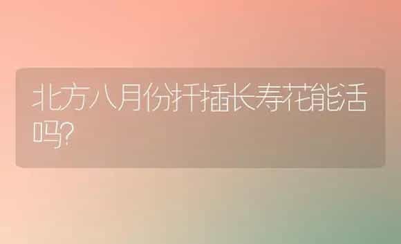 北方八月份扦插长寿花能活吗？ | 多肉养殖