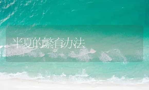 半夏的繁育办法 | 药材种植