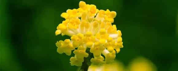 瑞香的花语和寓意