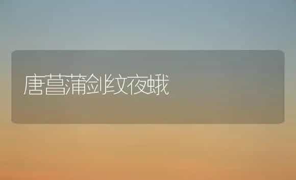 唐菖蒲剑纹夜蛾 | 家庭养花