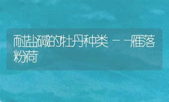 耐盐碱的牡丹种类――雁落粉荷 | 家庭养花