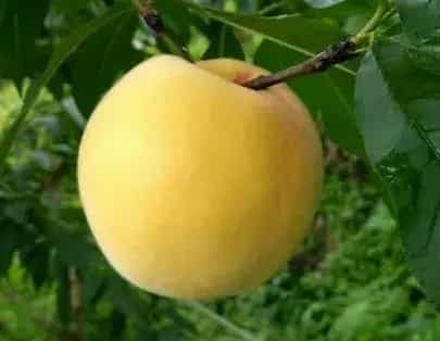 炎陵黄桃多少钱一斤?什么时候成熟上市?好吃吗?