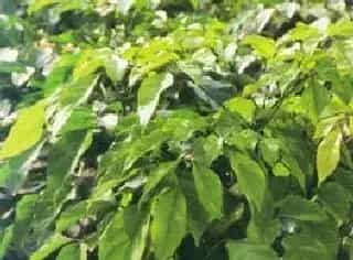 海南菜豆树