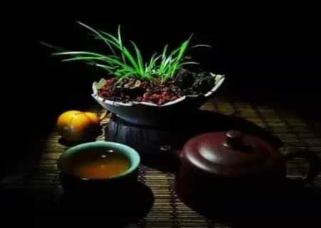 盆景知识 | 种菖蒲用什么土栽——菖蒲养殖土分析
