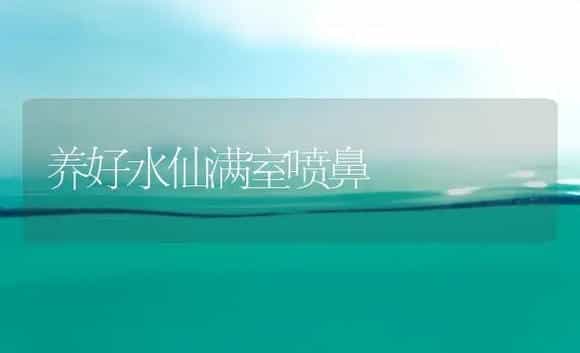 养好水仙满室喷鼻 | 家庭养花